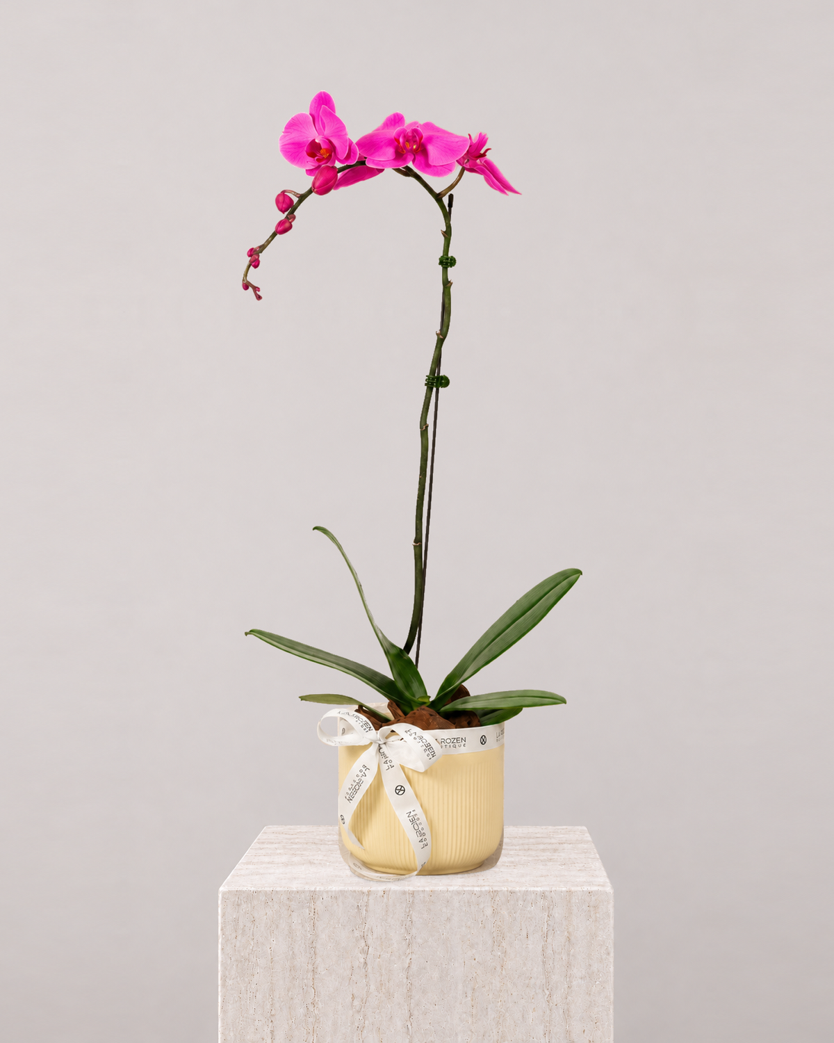 Purple Orchid 1 Stem - Beige Vase - La Rozen Luxury Flowers Dubai