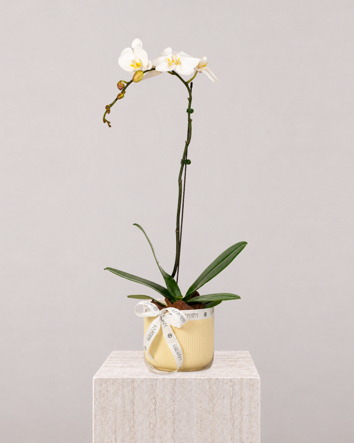 White Orchid 1 Stem - Beige Vase - La Rozen Luxury Flowers Dubai