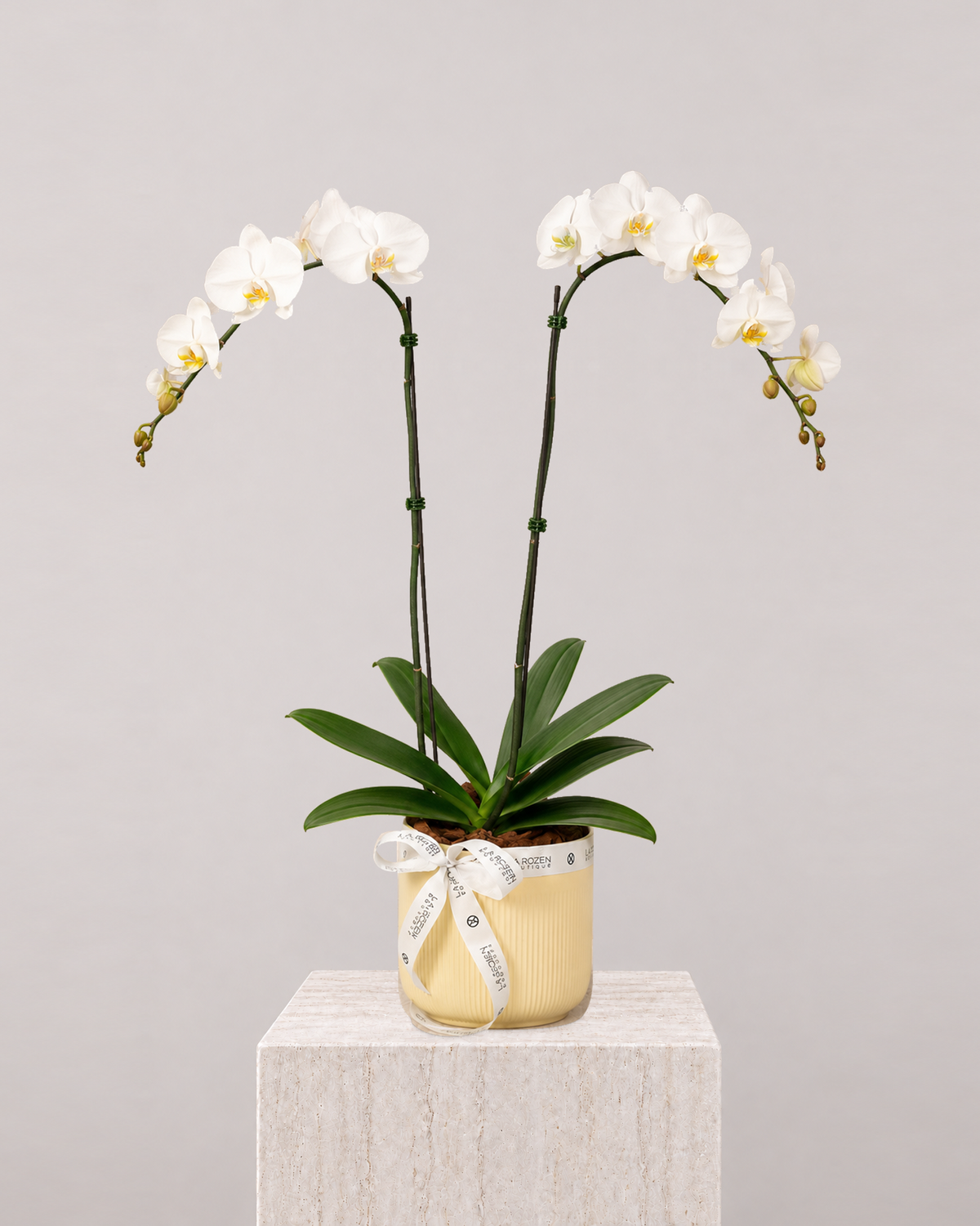 White Orchid 2 Stems - Beige Vase - La Rozen Luxury Flowers Dubai