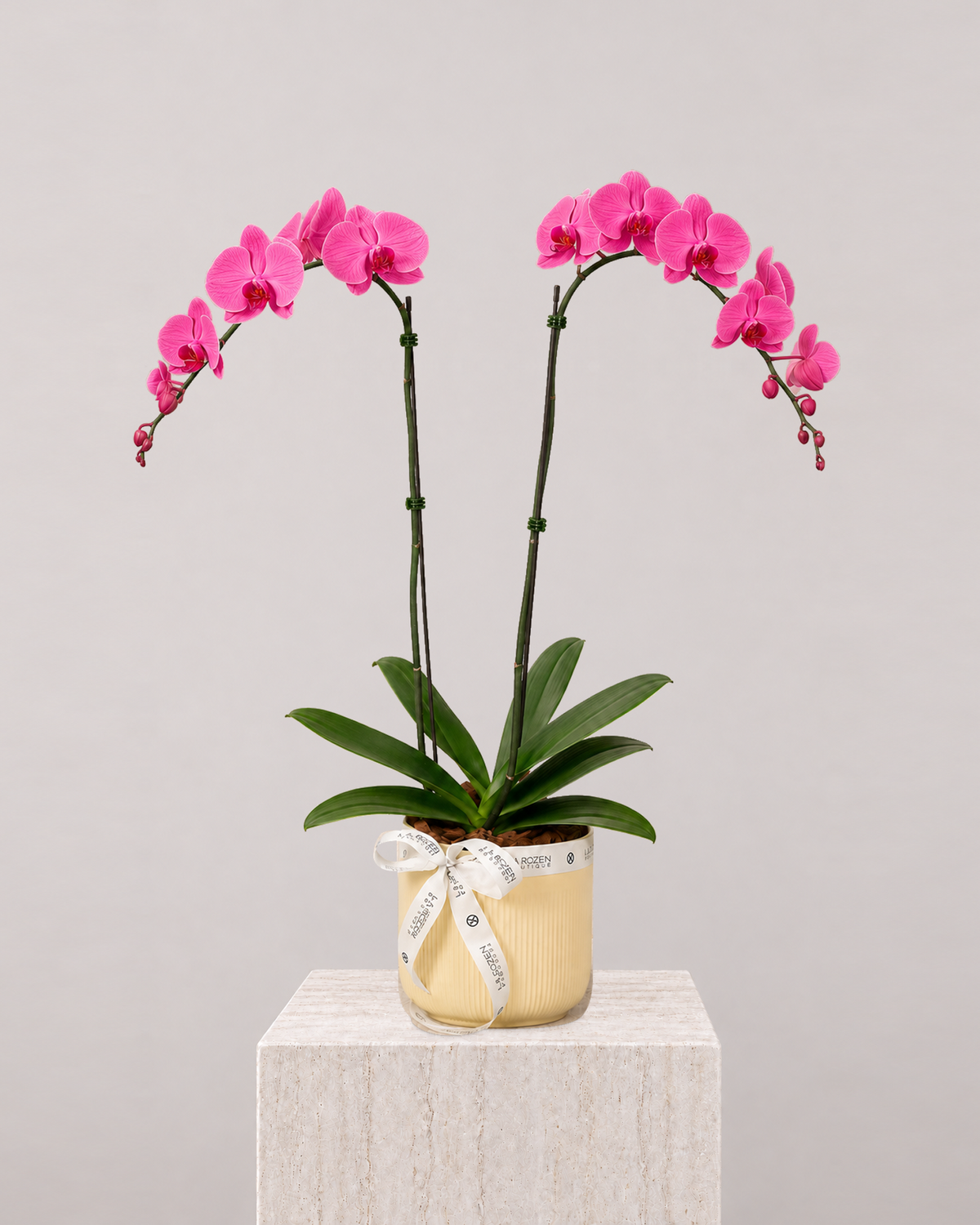 Purple Orchid 2 Stems - Beige Vase - La Rozen Luxury Flowers Dubai